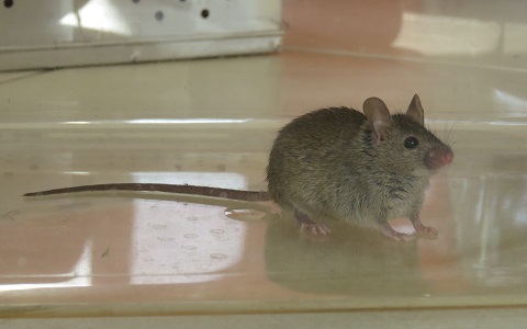 Investigan el uso de una hormona para el control de plagas de ratones